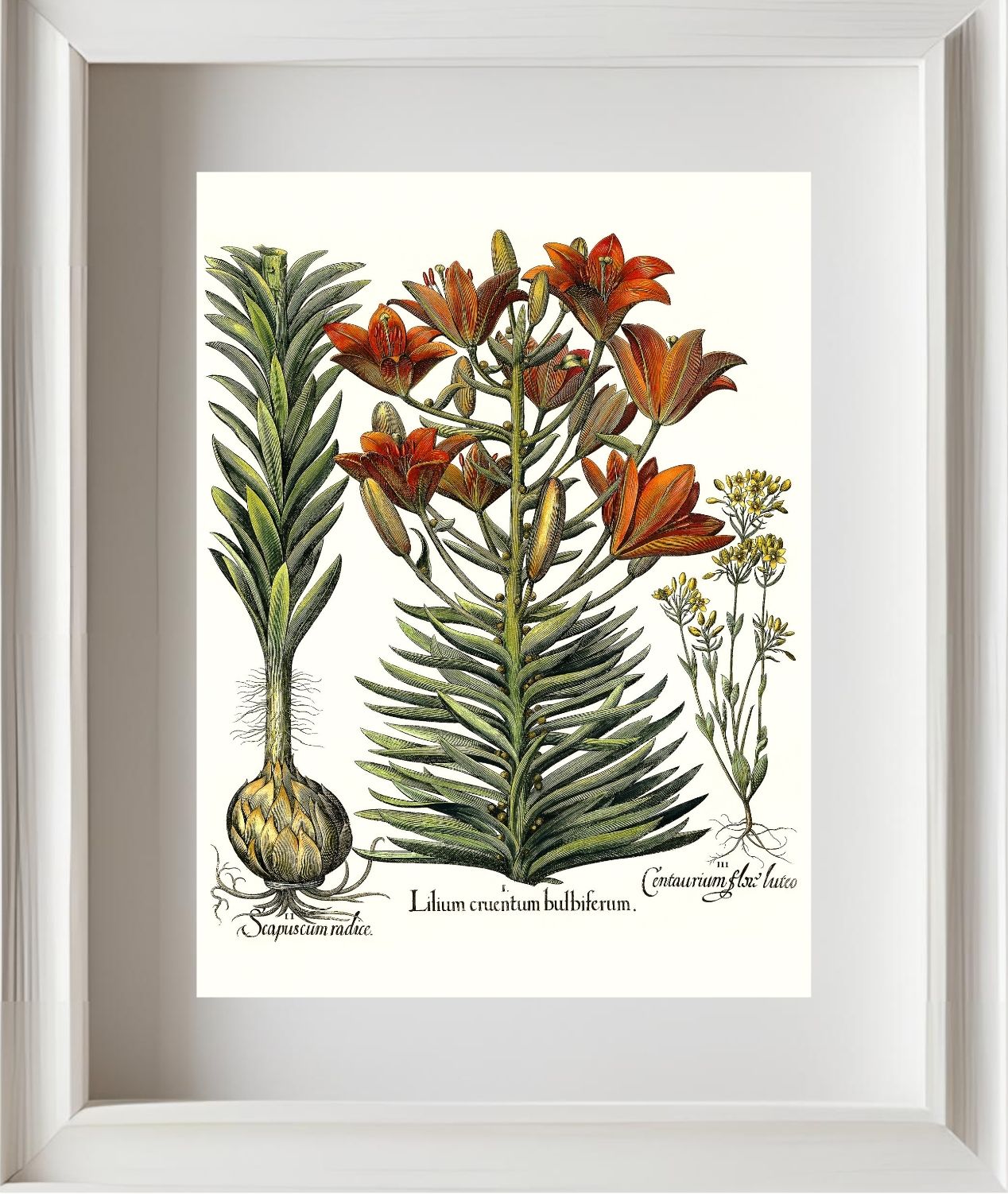 Orange lily with bulbils, Late-blooming blackstonia