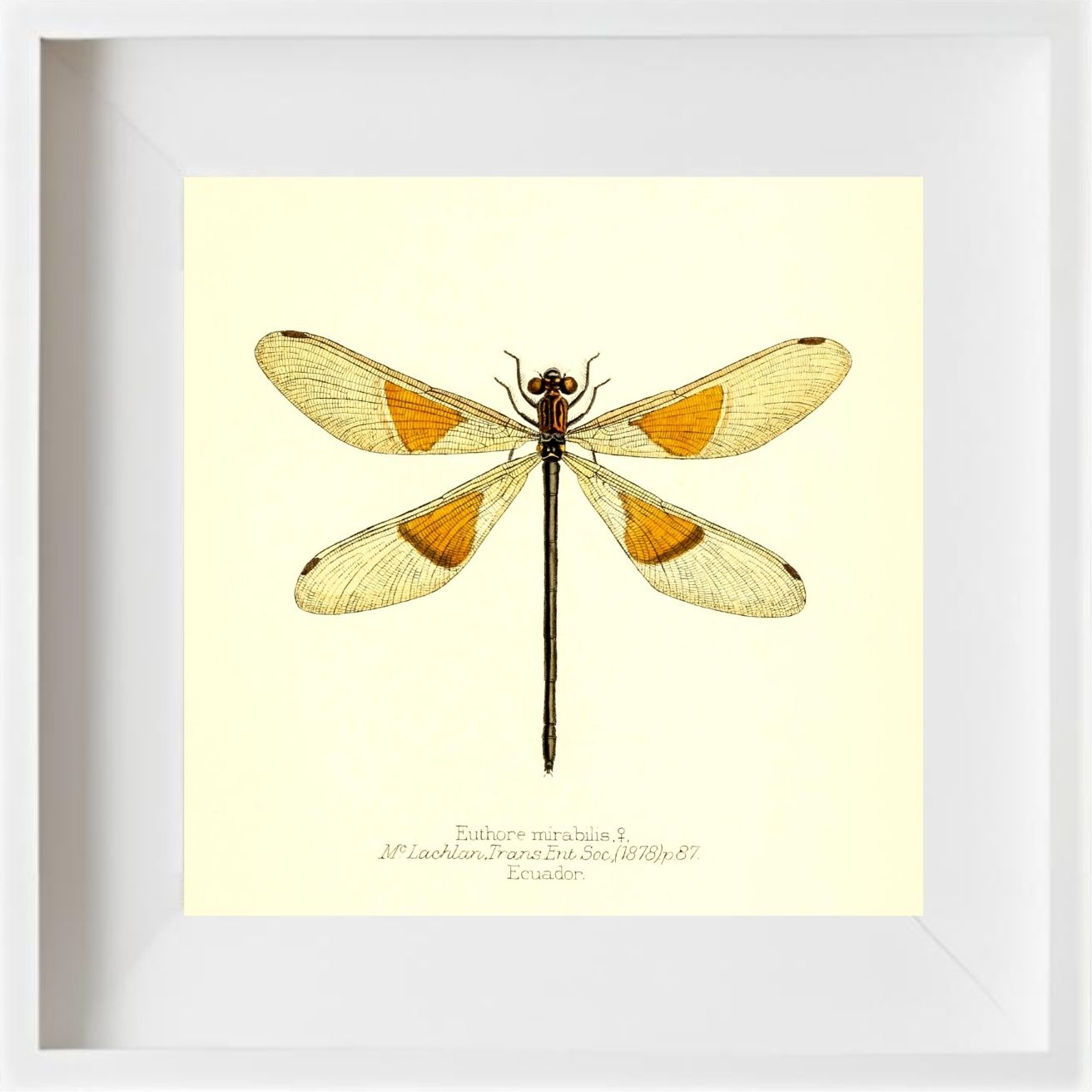 Euthore Mirabilis (female)