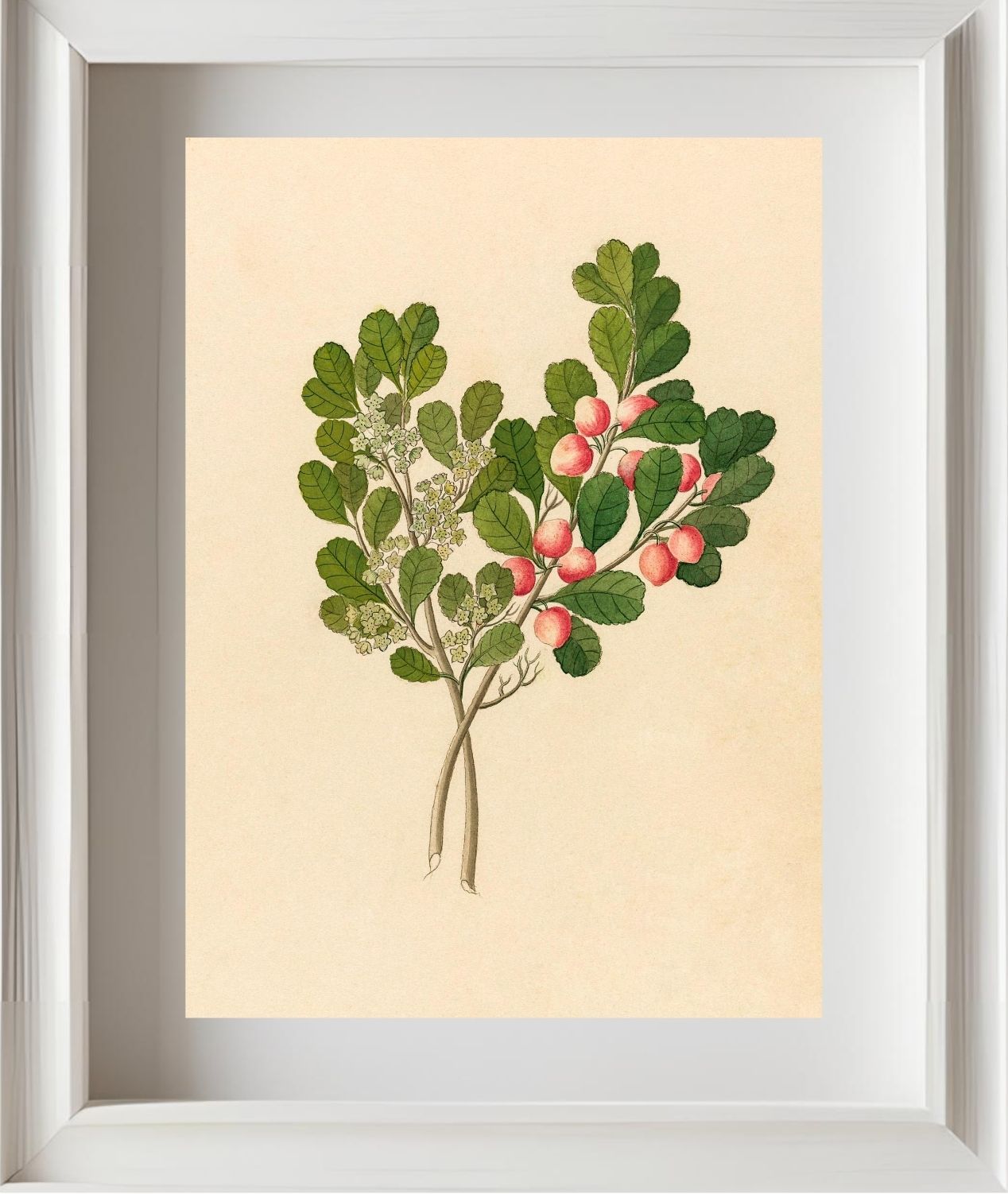 Rhamnus (Cassine Aethiopica)