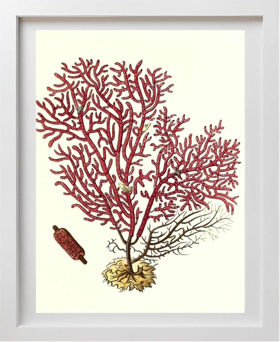 Gorgonia salappo