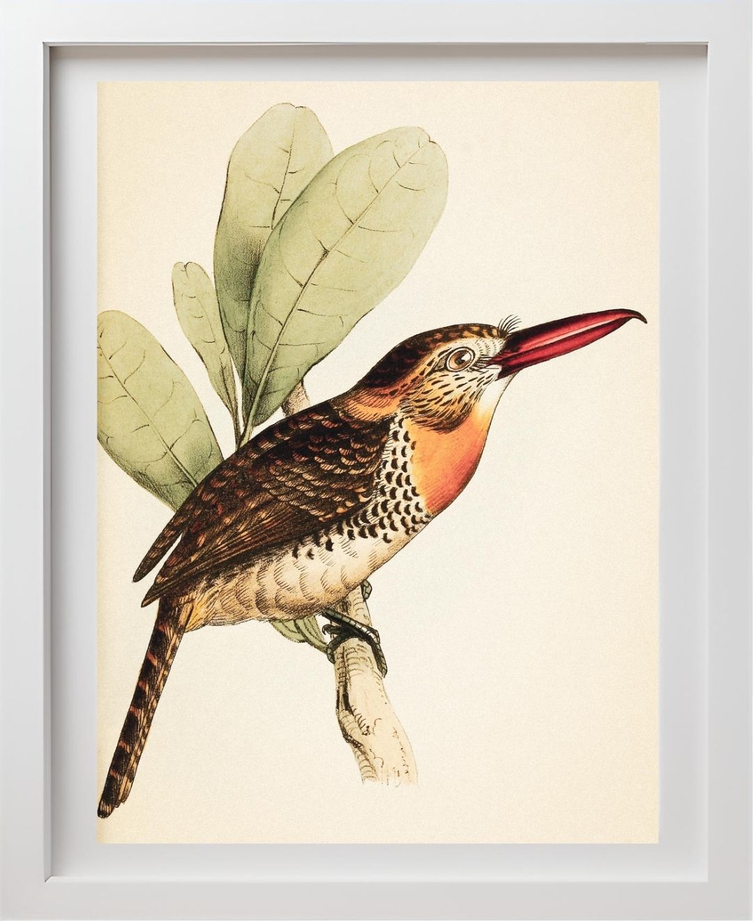 Long-Bill'd Puff Bird