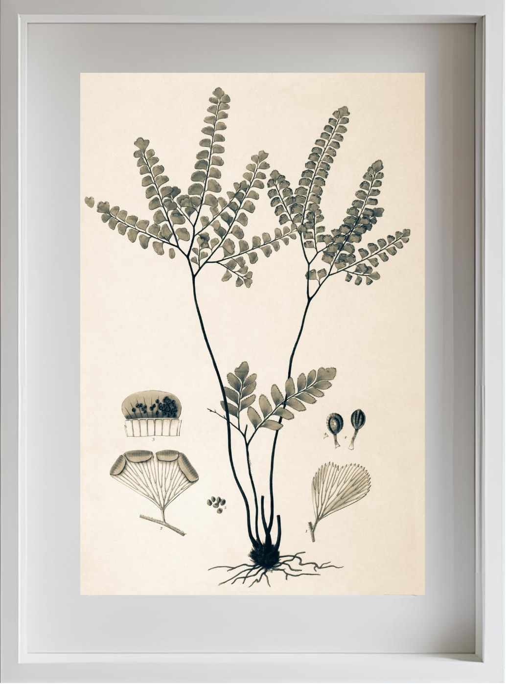 Adiantum Amoenum