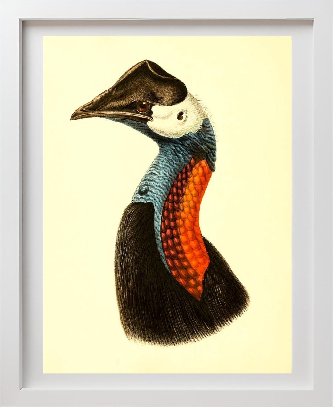 Casuarius Papuanus