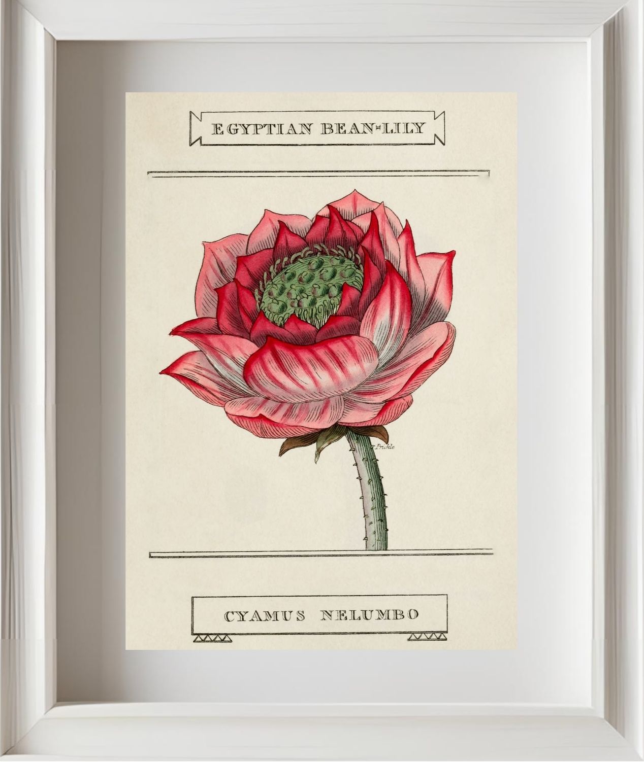 Egyptian Bean-Lily