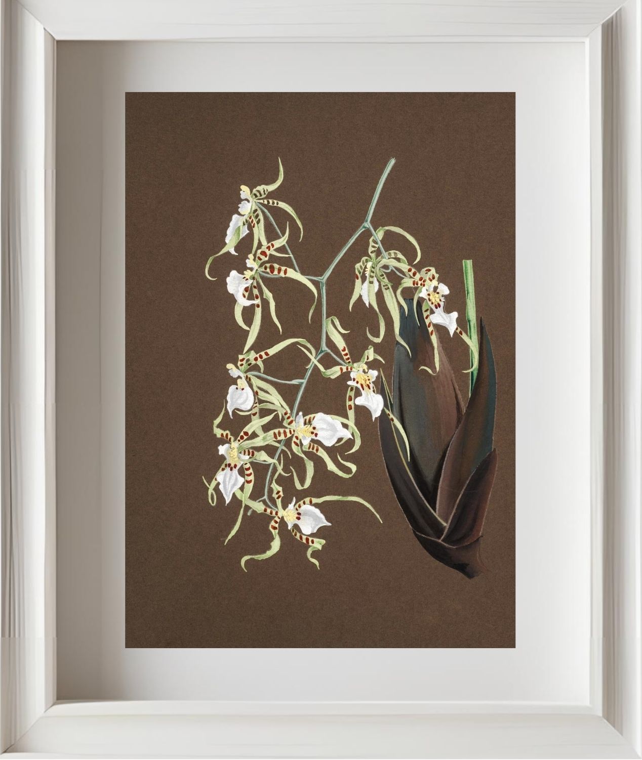 Oncidium Phymatochylum