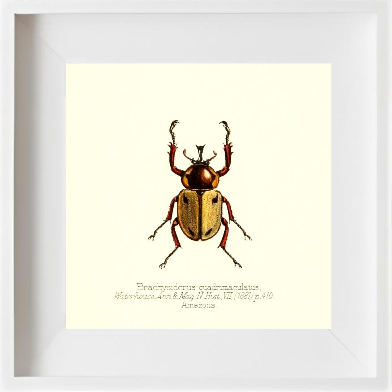 Brachysiderus Quadrimaculatus