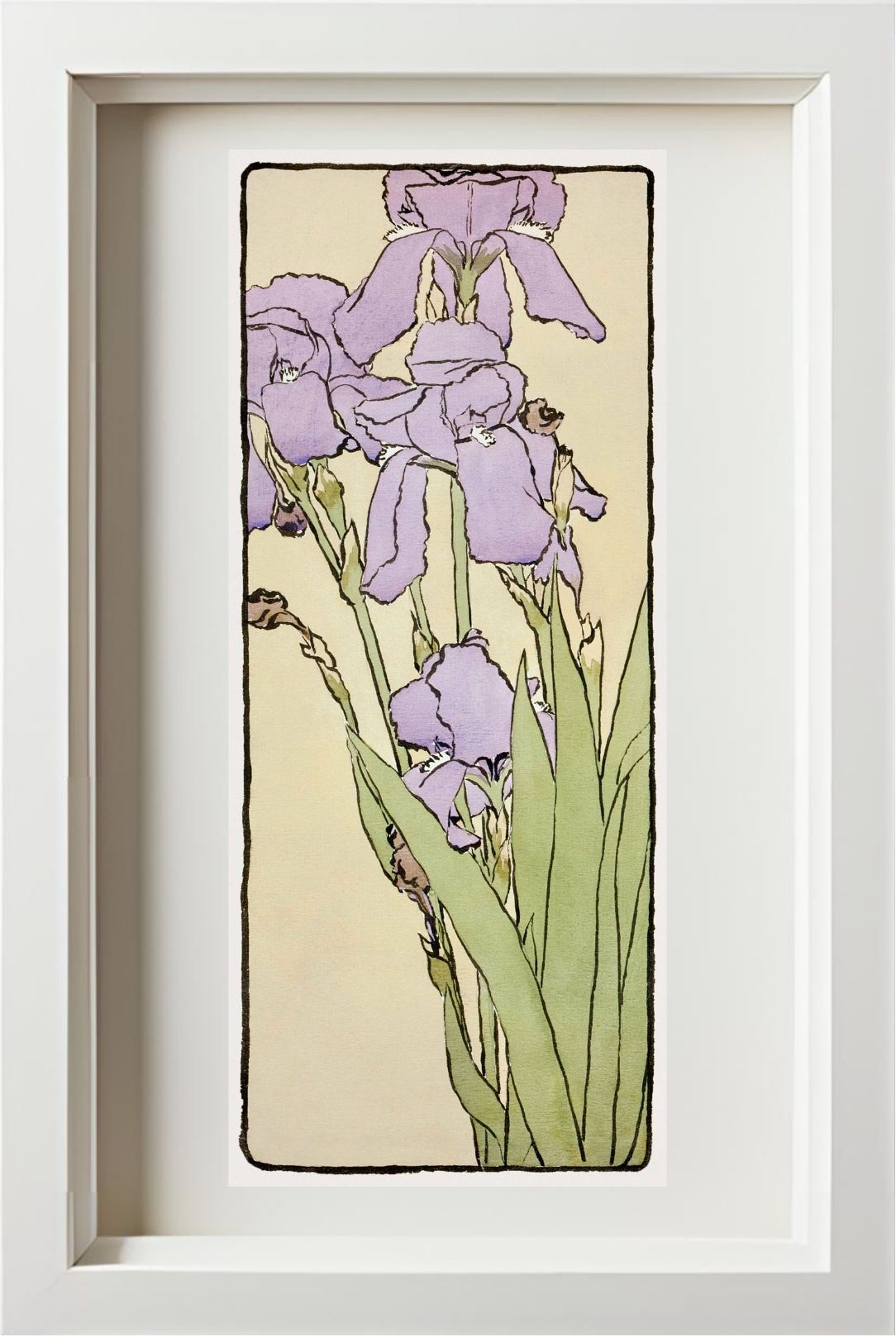 Iris