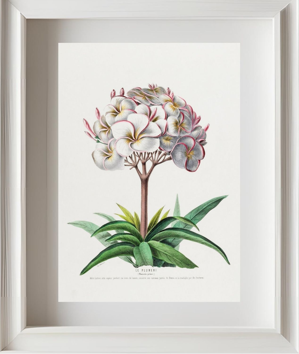 Le Plumeri (Plumeria Primo)