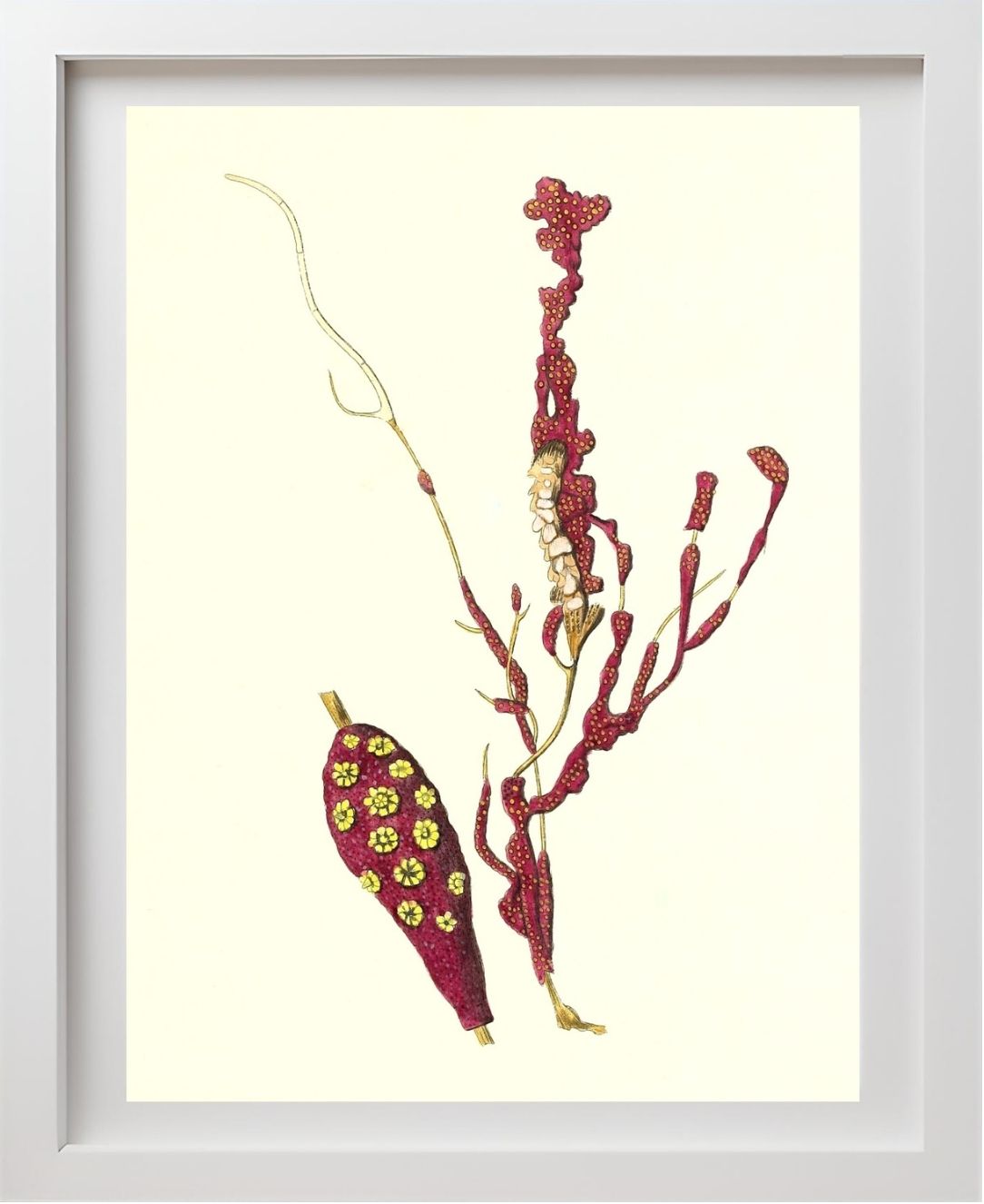 Gorgonia coralloides