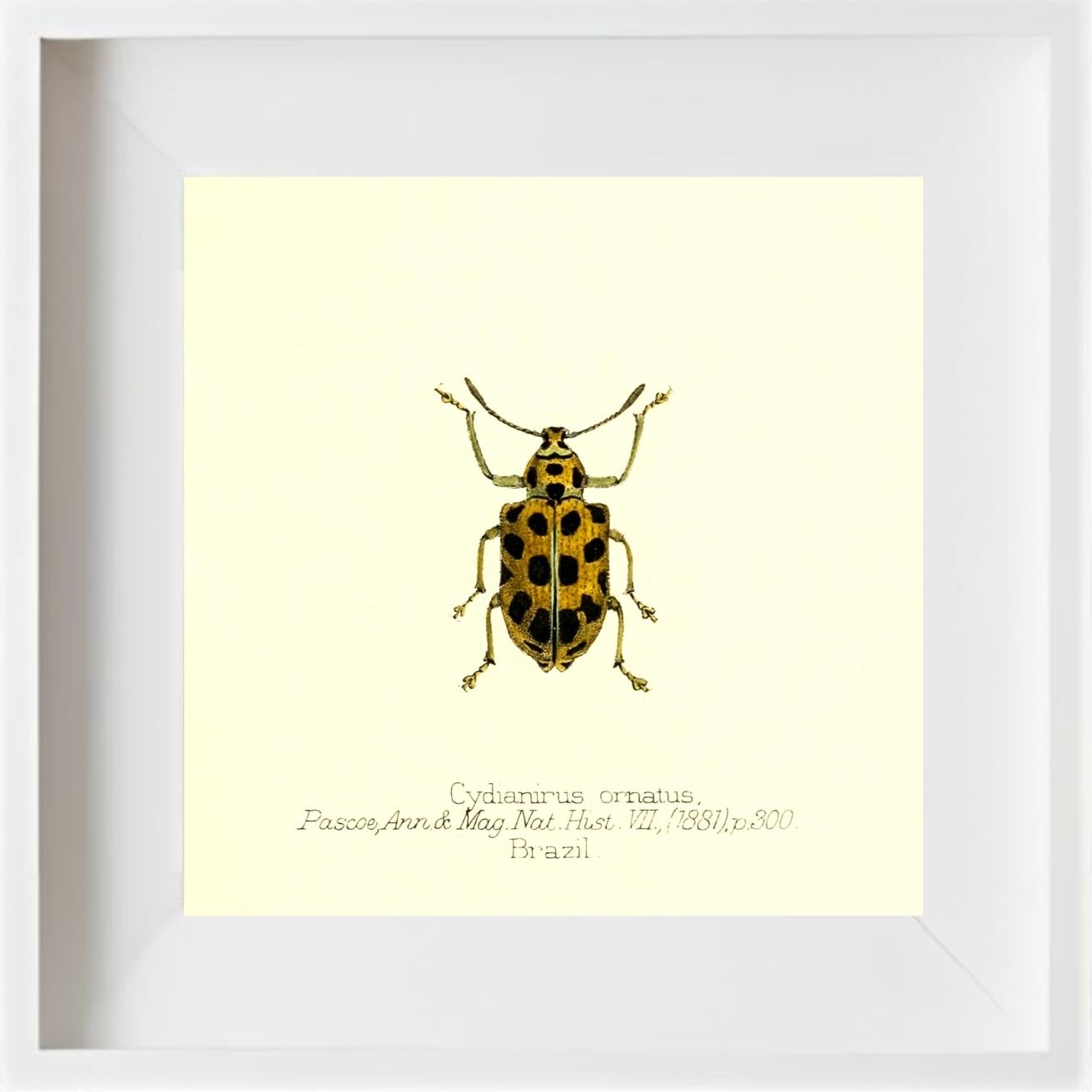 Cydianirus Ornatus