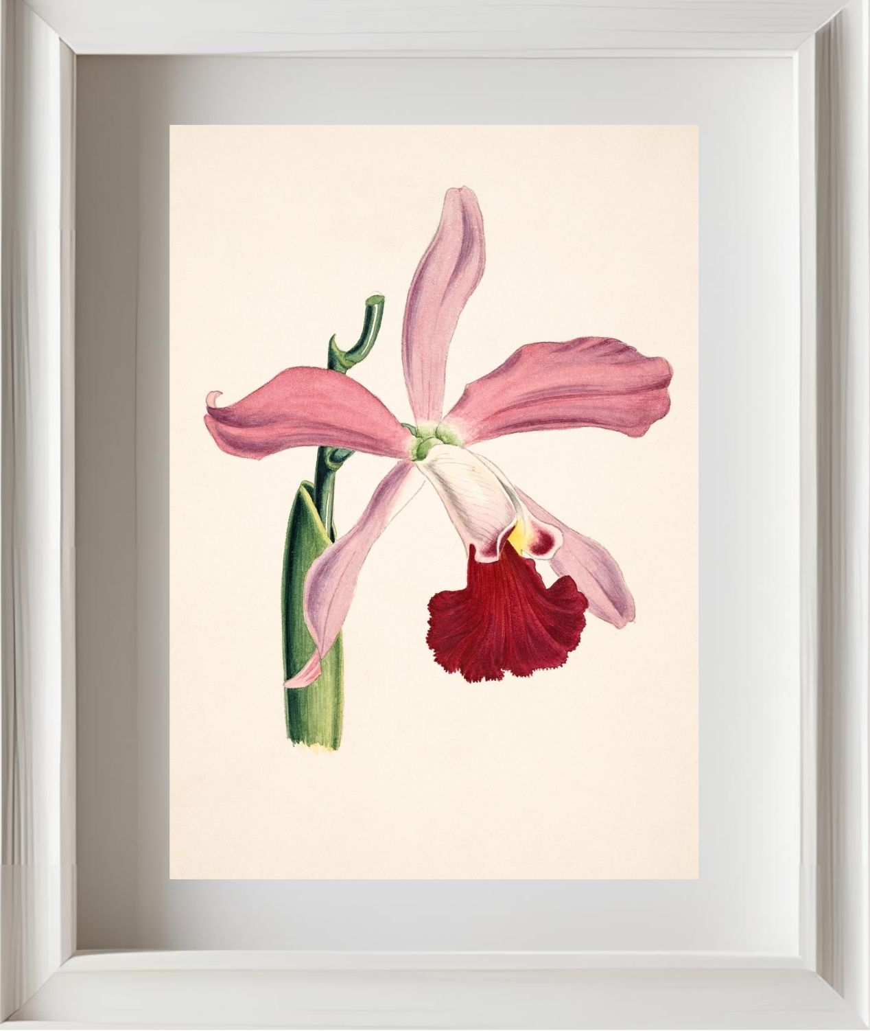 Laelia Elegans
