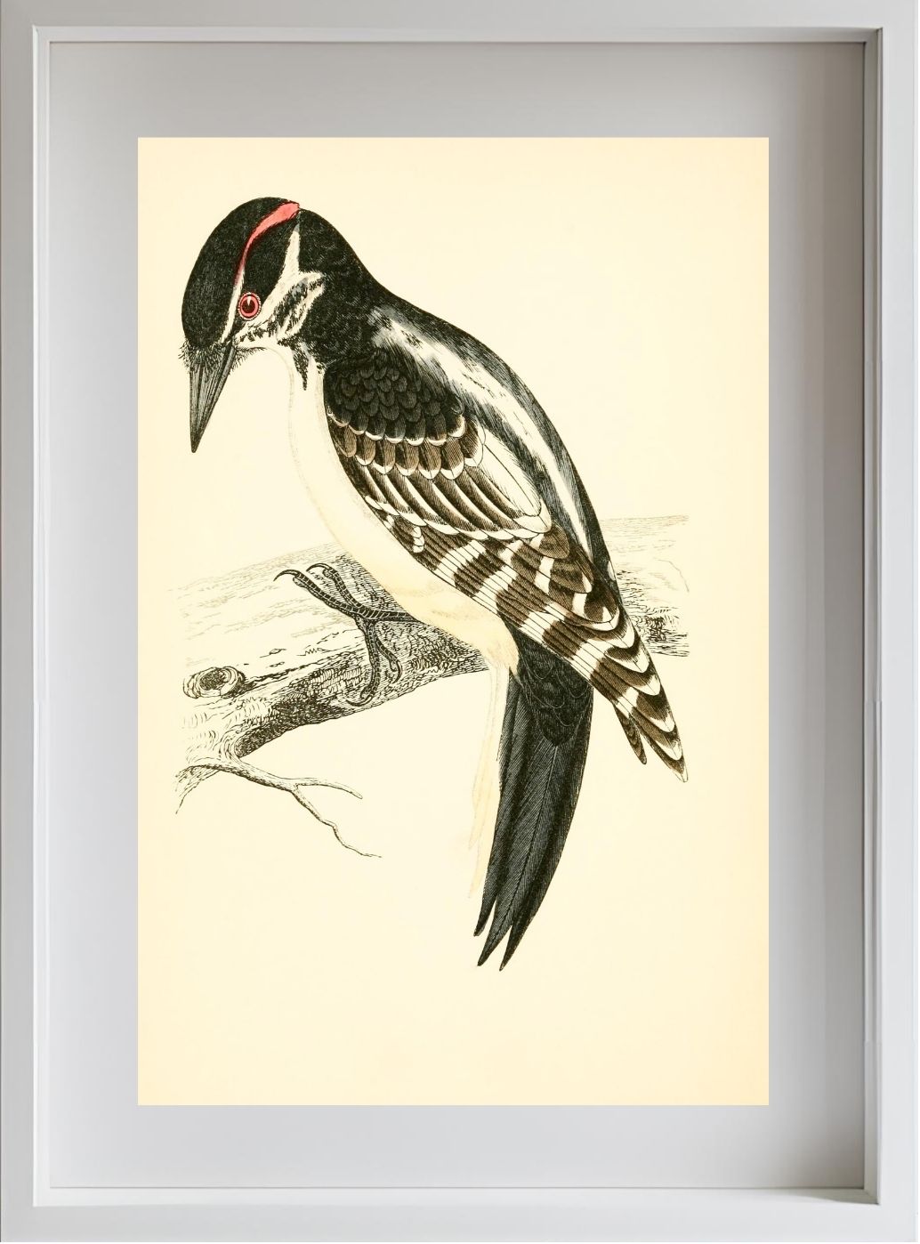 Hairy Woodpecker