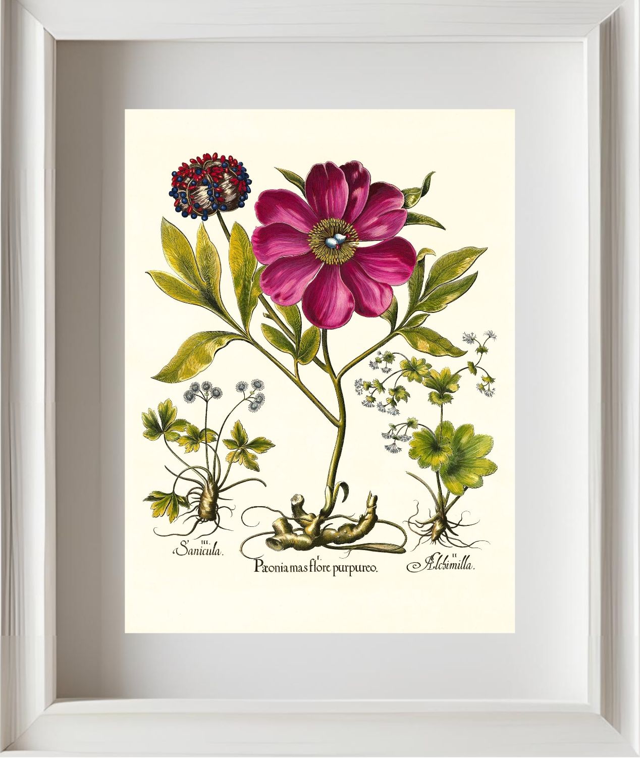 Corallina peony, Lady’s-mantle, Sanicle