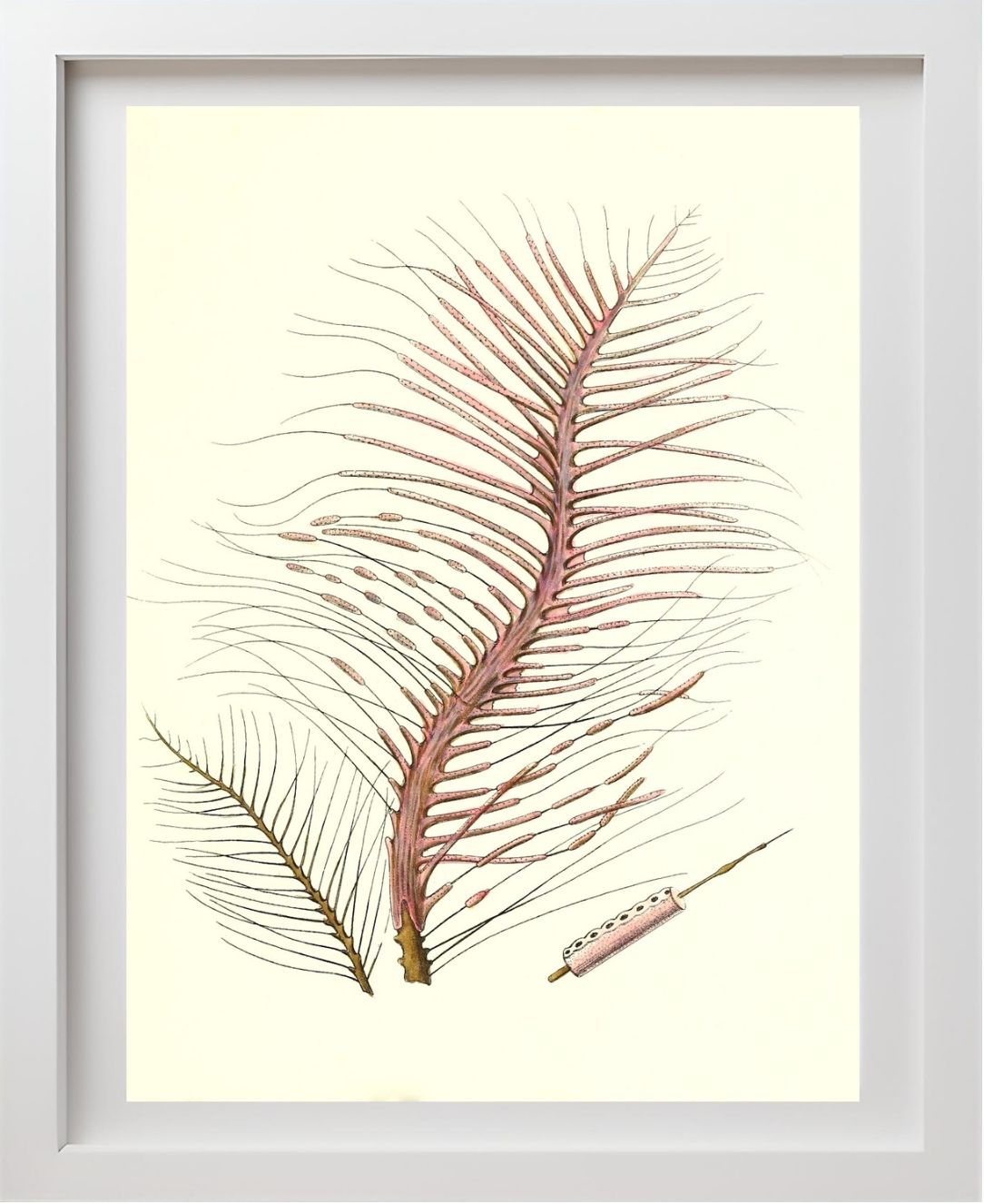 Gorgonia fetofa