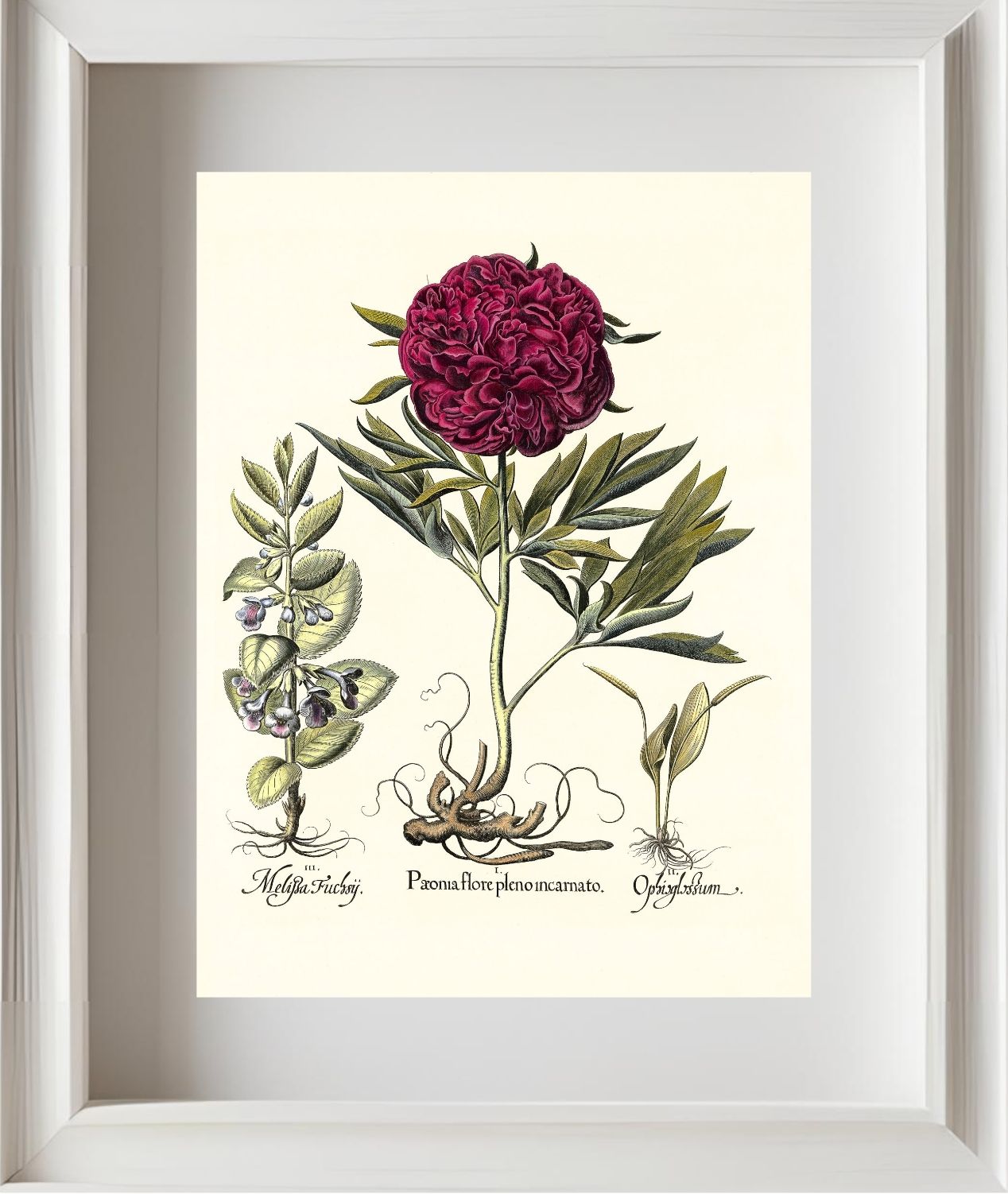 Crimson double-flowered peony, Adder’s-tongue fern