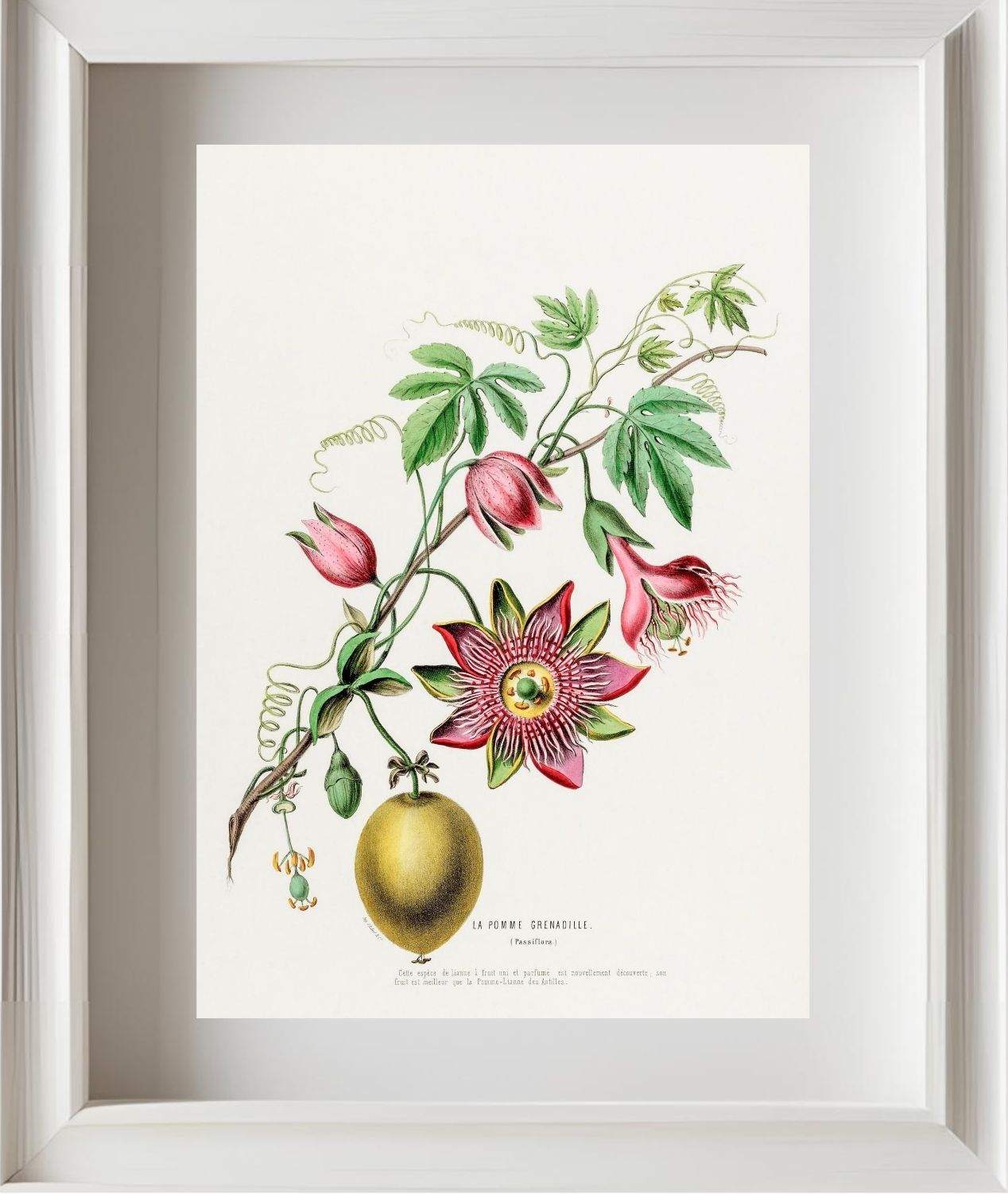 La Pomme Grenadille (Passiflora)