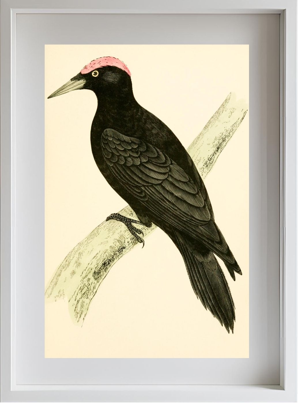 Black Woodpecker