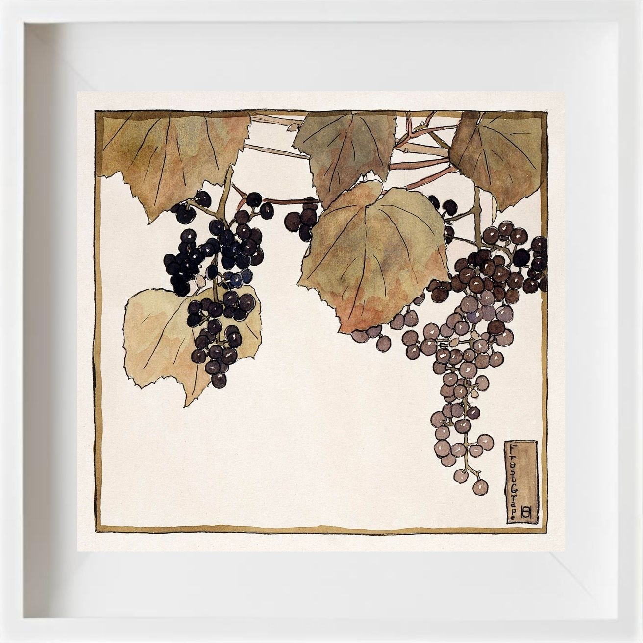Frost Grape