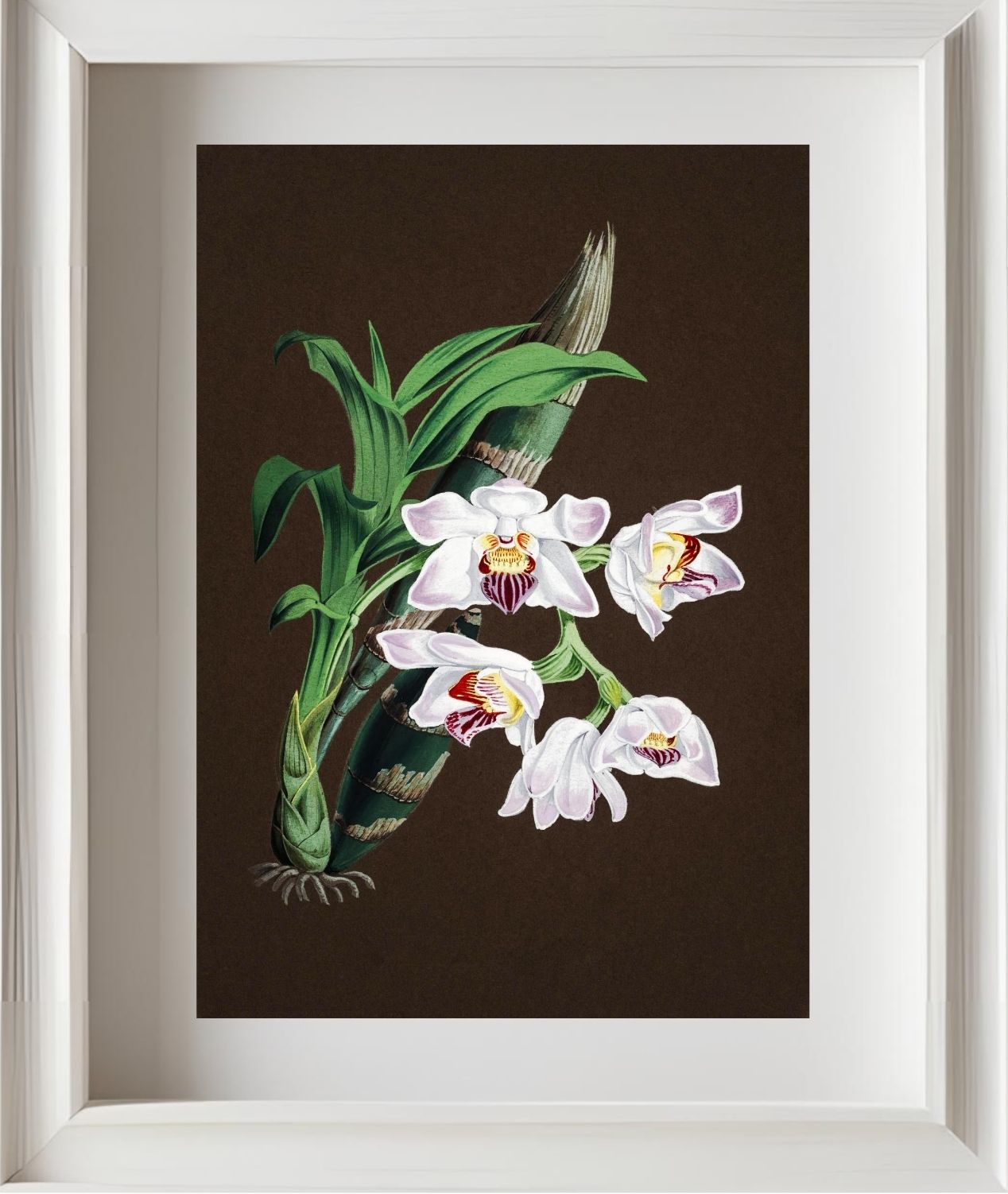 Chysis Aurea Var Lemminghei