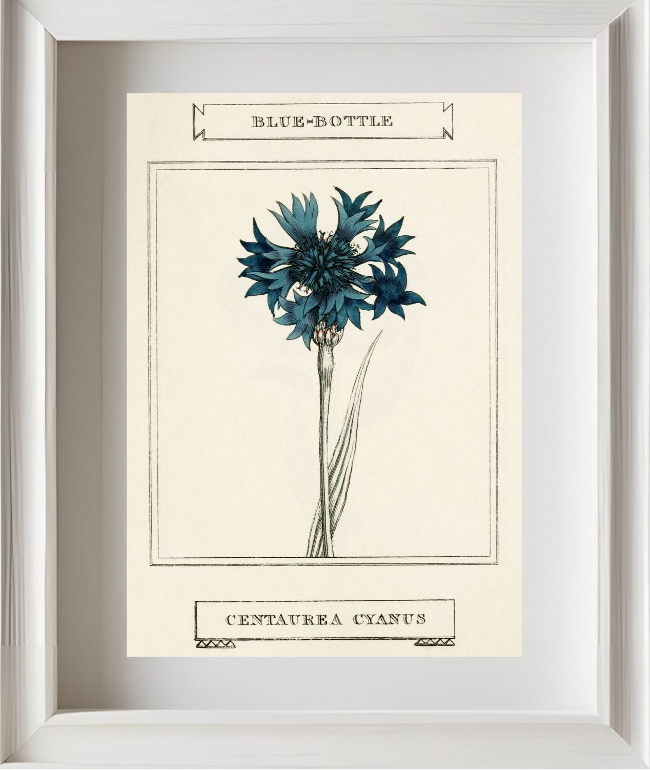 Blue-Bottle