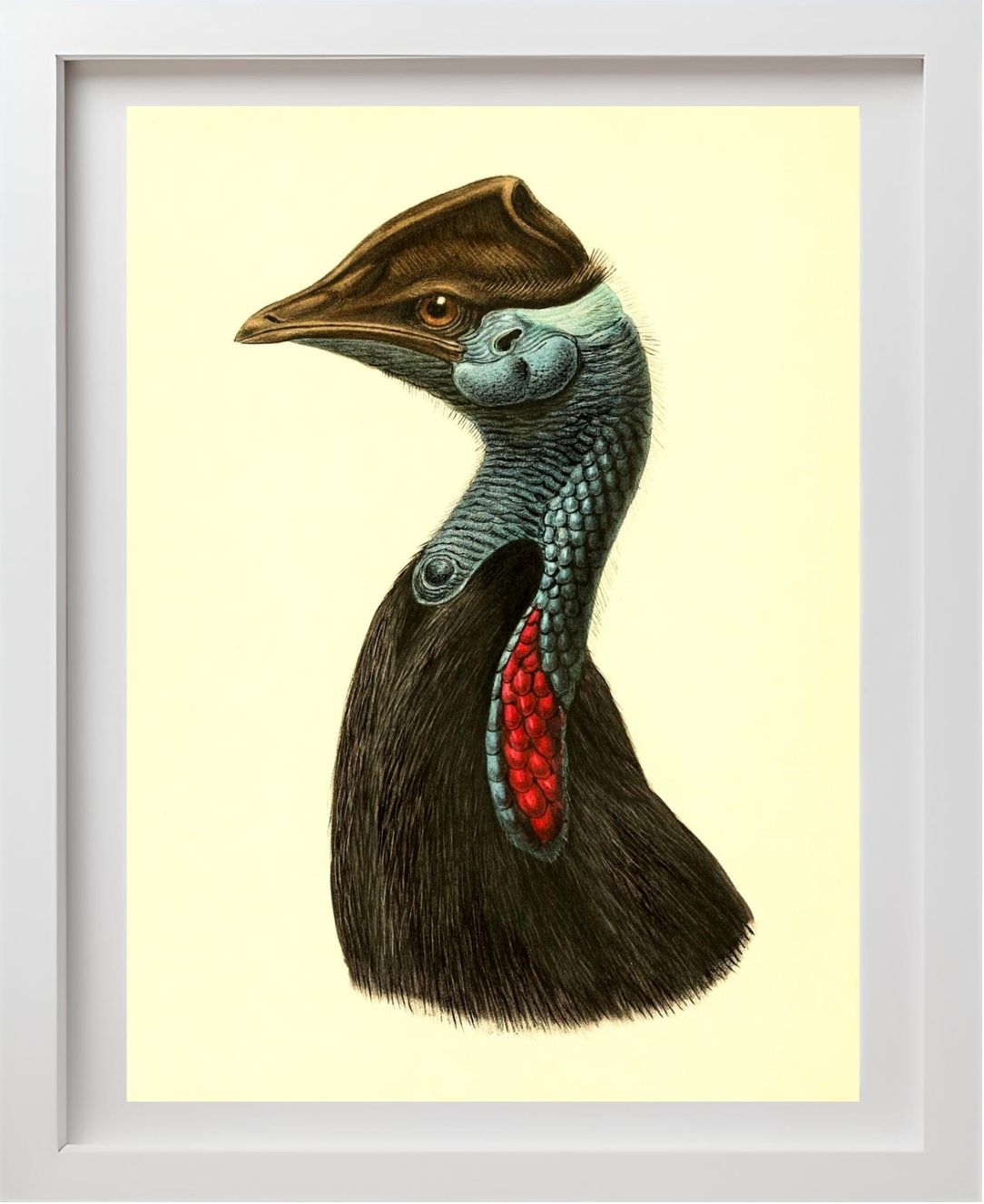 Casuarius Picticollis Hecki