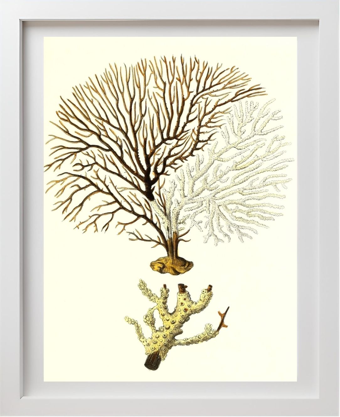 Gorgonia tuberculata