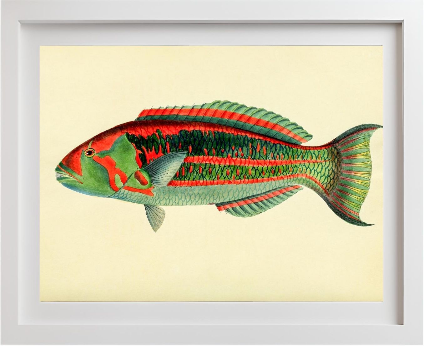 Scarus Georgii