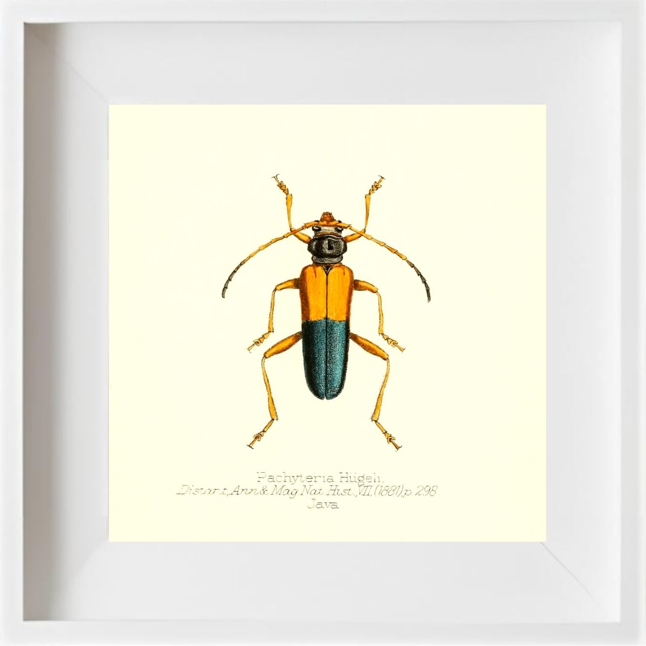 Pachyteria Hugeli