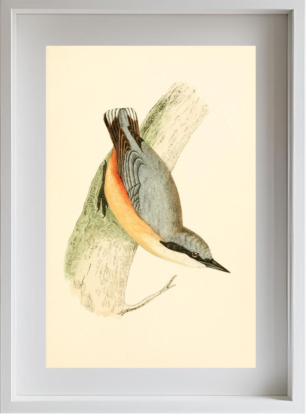 Nuthatch
