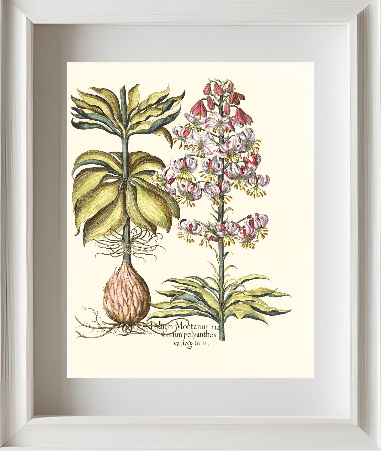 Spotted Variegated Martagon Lily