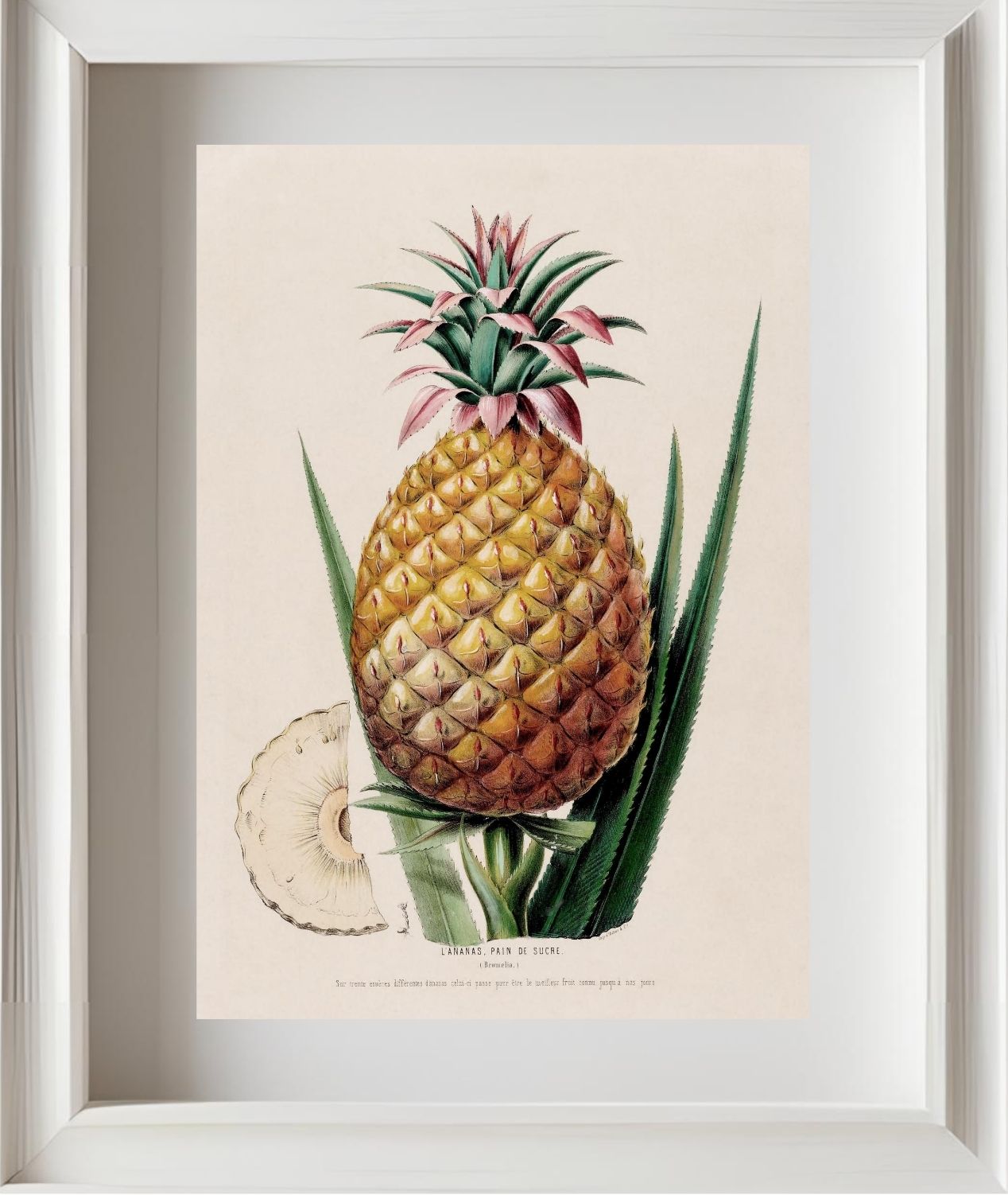 L'Ananas, Pain de Sucre (Bromelia)