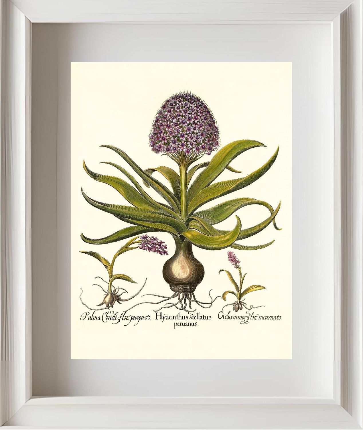 Peruvian squill, Pink spotted wild orchid, et al