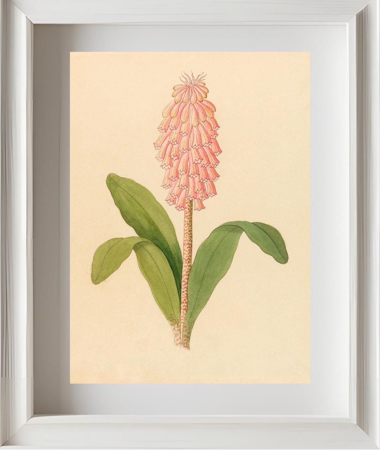Veltheimia Viridifolia (Veltheimia Bracteata)