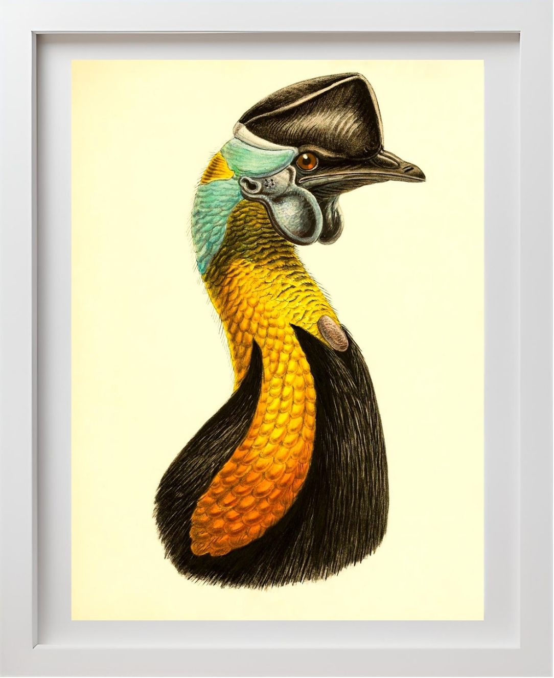 Casuarius Uniappendiculatus