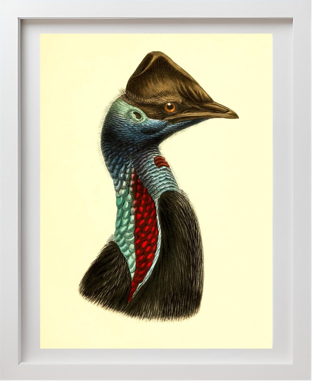 Casuarius Picticollis