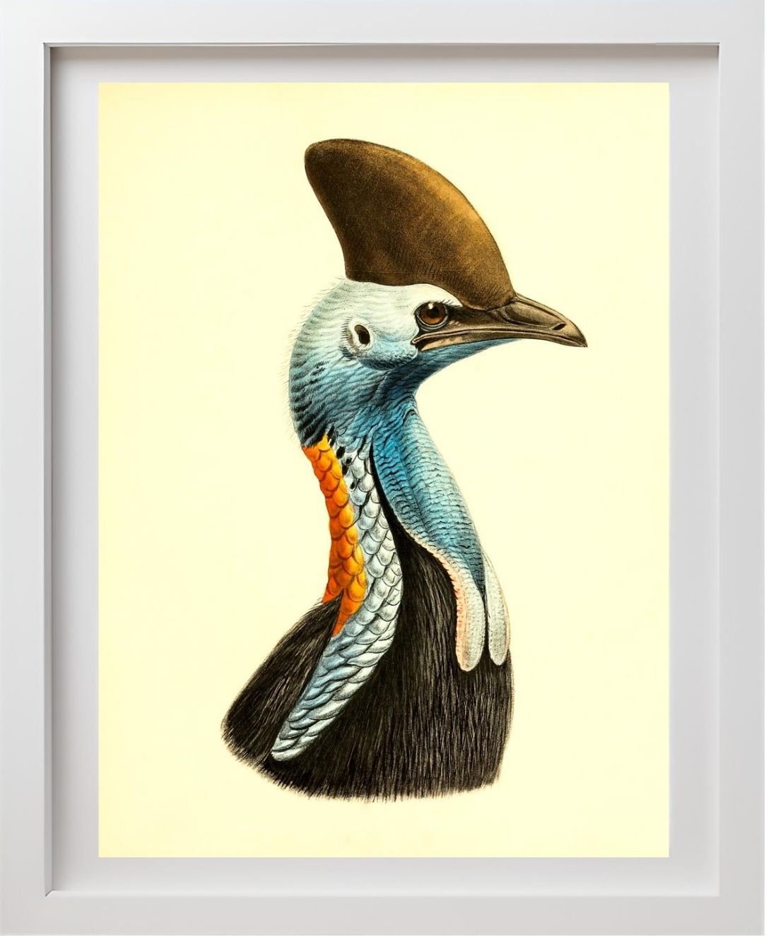 Casuarius Casuarius Intensus