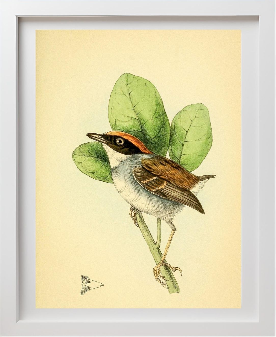 Rufous Crowned Flatbill Male