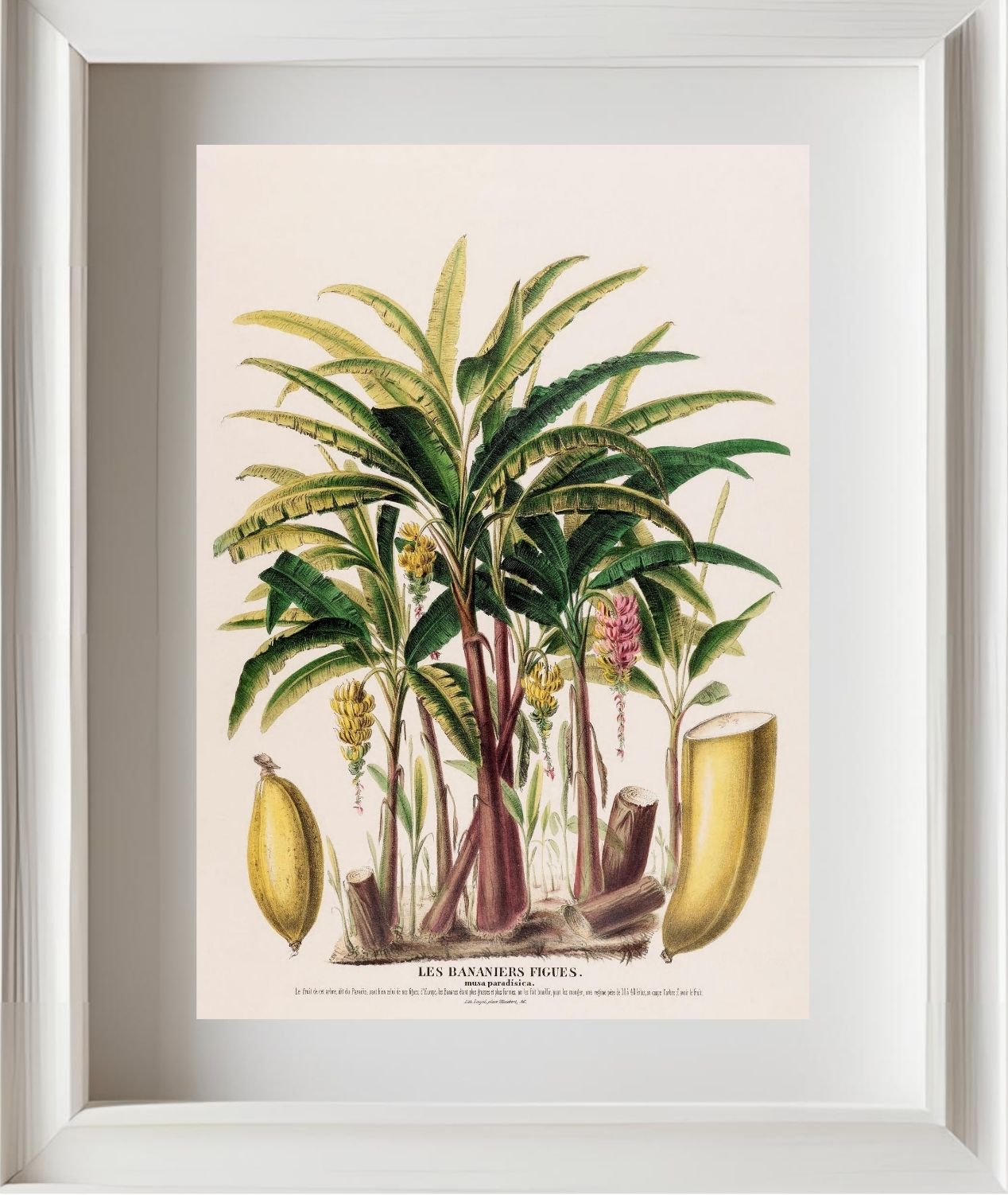 Les Bananiers (Musa Paradisica)