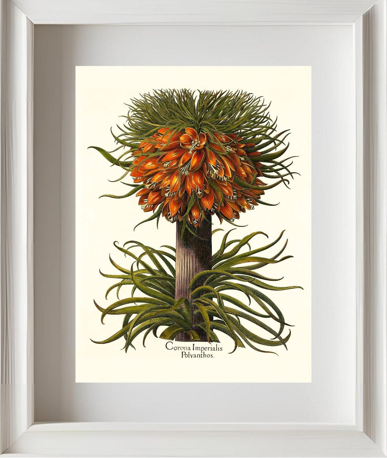 Multiflorous crown-imperial fritillary