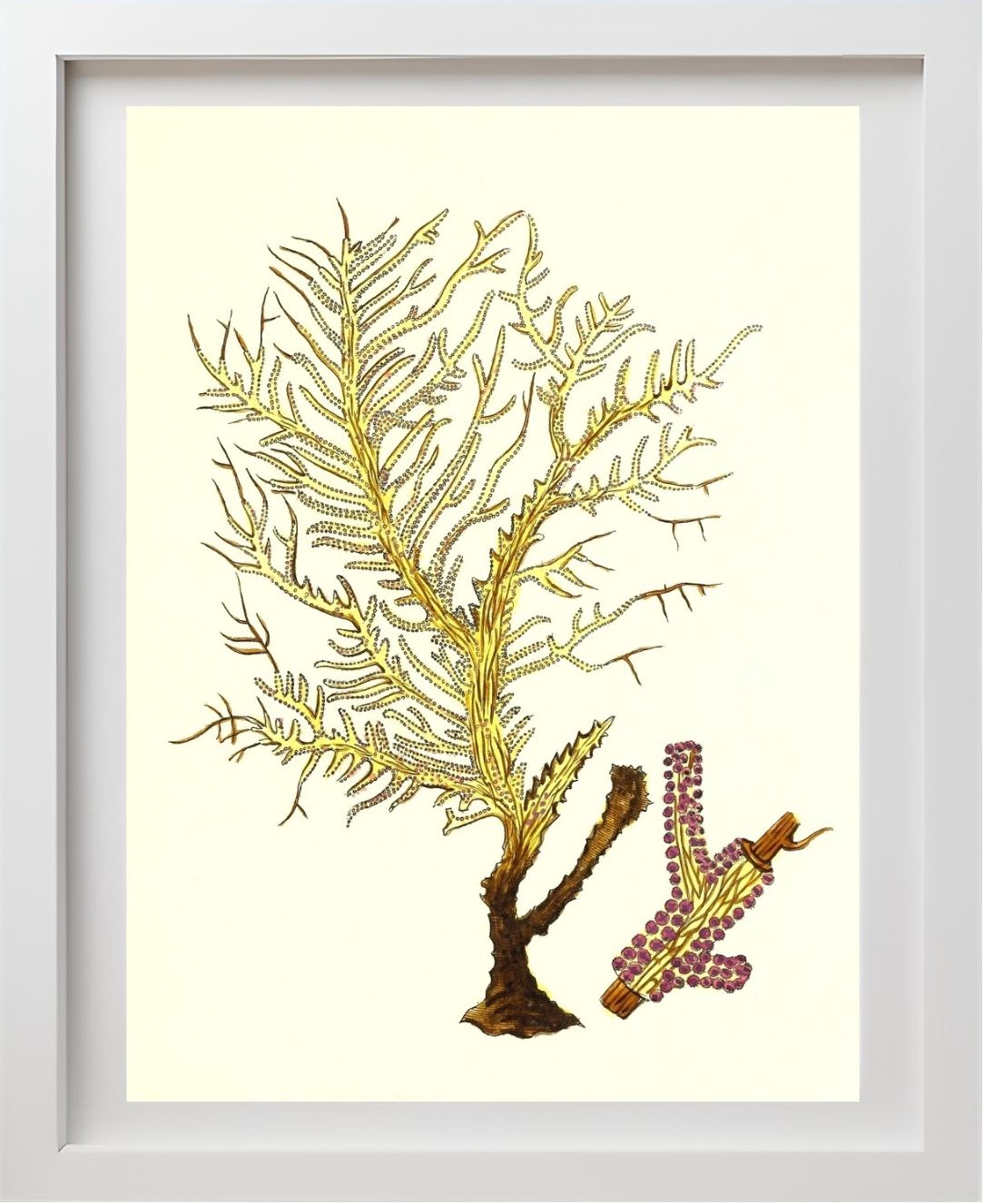 Gorgonia petechizans