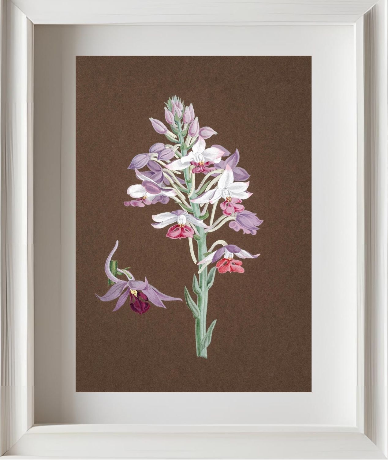 Calanthe Dominii