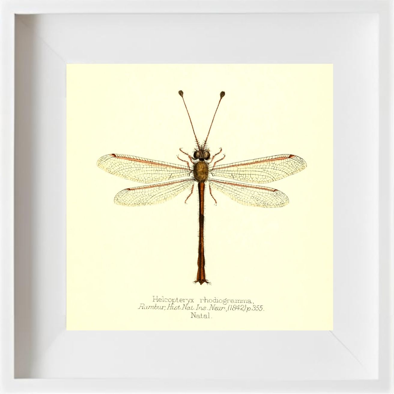 Helcopteryx Rhodiogramma