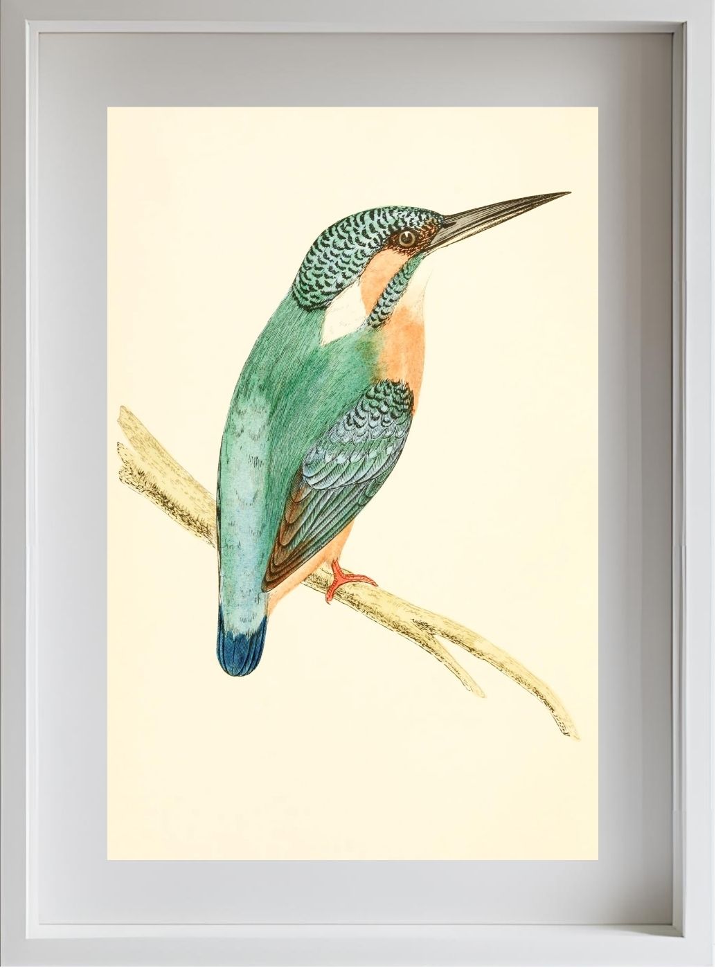 Kingfisher
