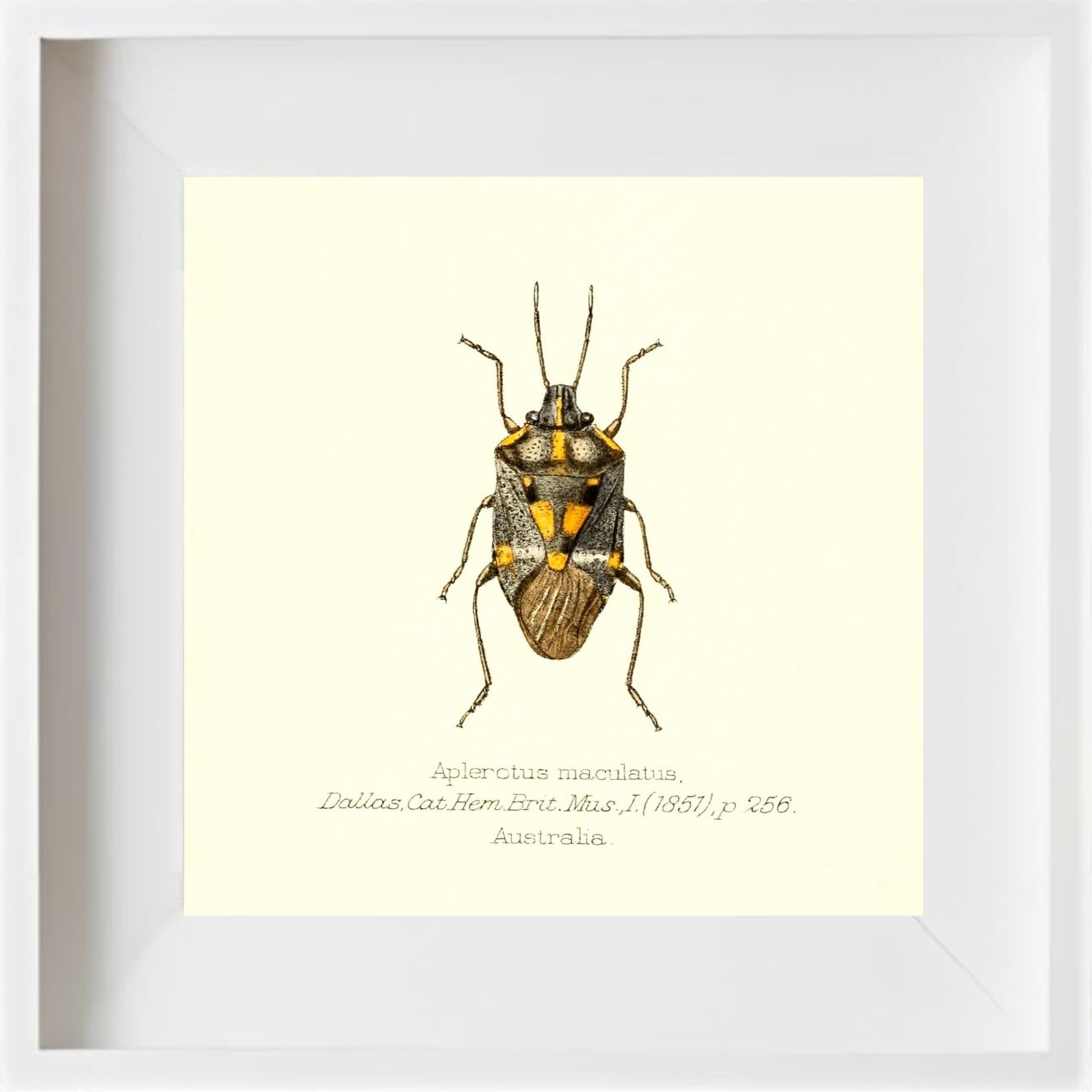 Aplerotus Maculatus