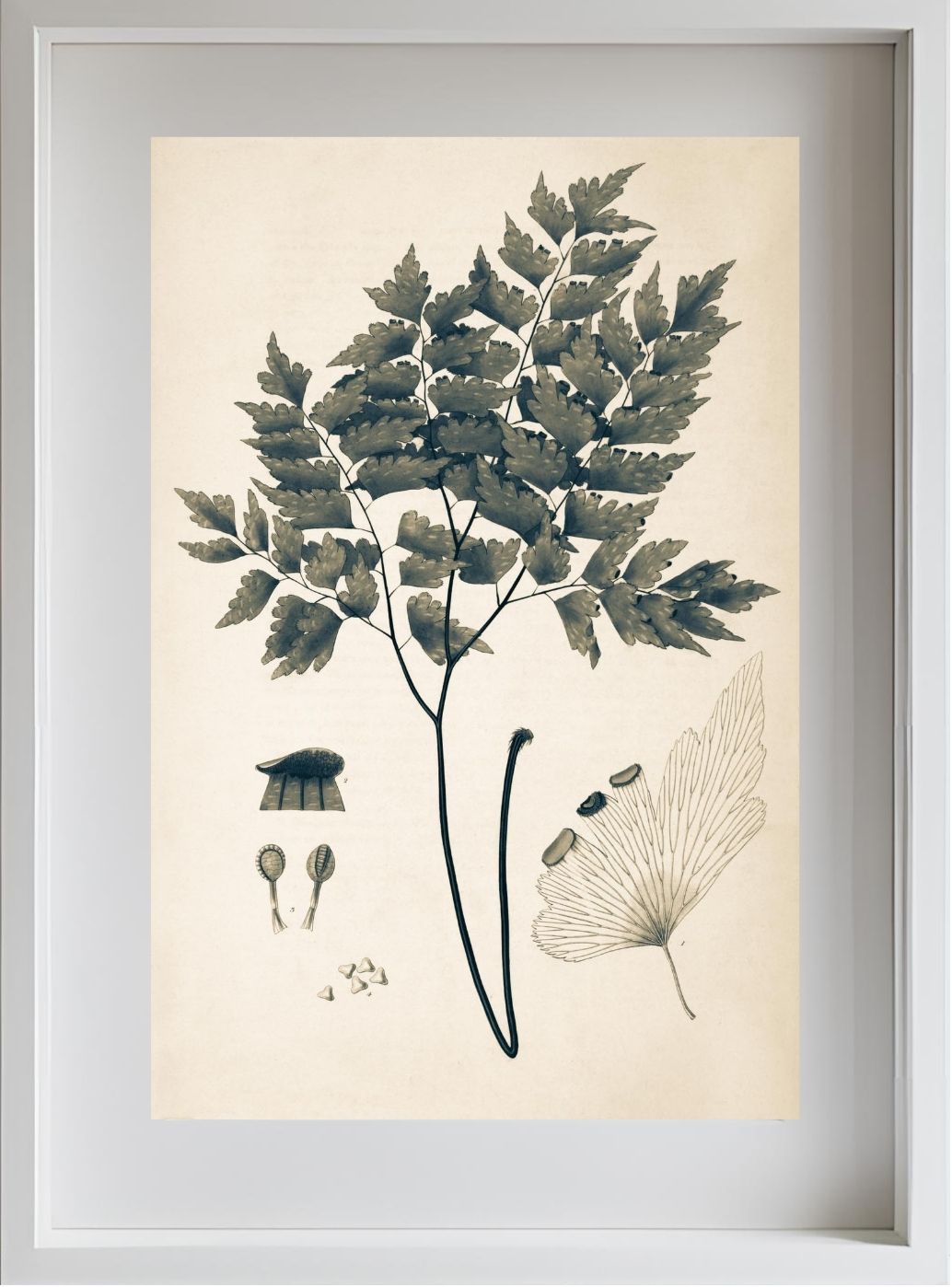 Adiantum Pentadactylon