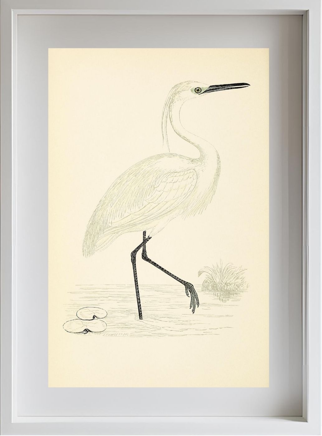 Little Egret