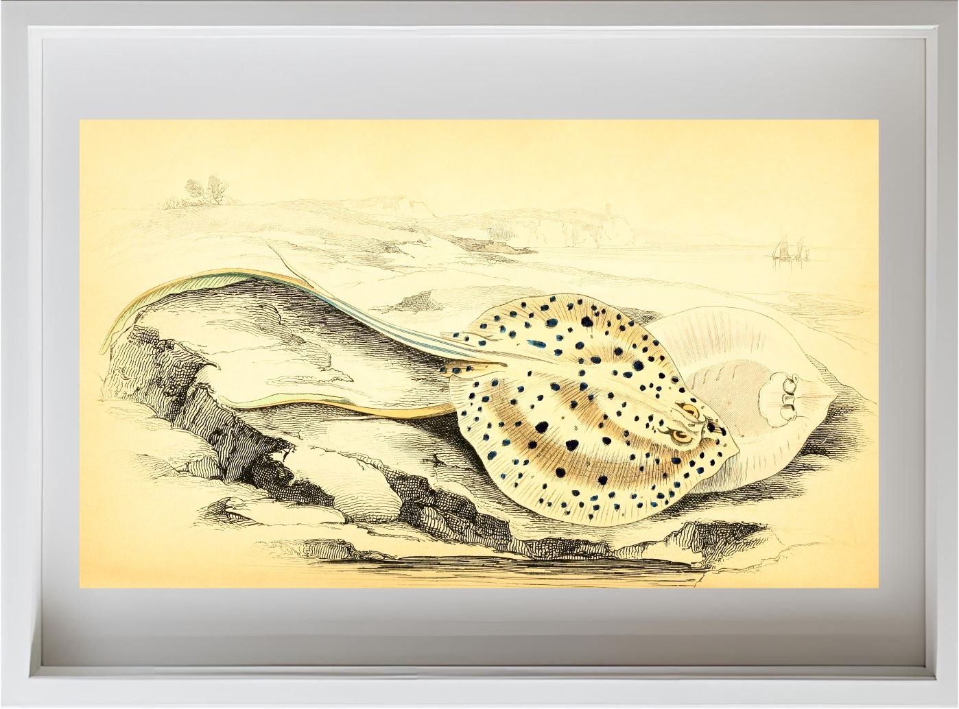 Halgan's Spine-Tailed Ray