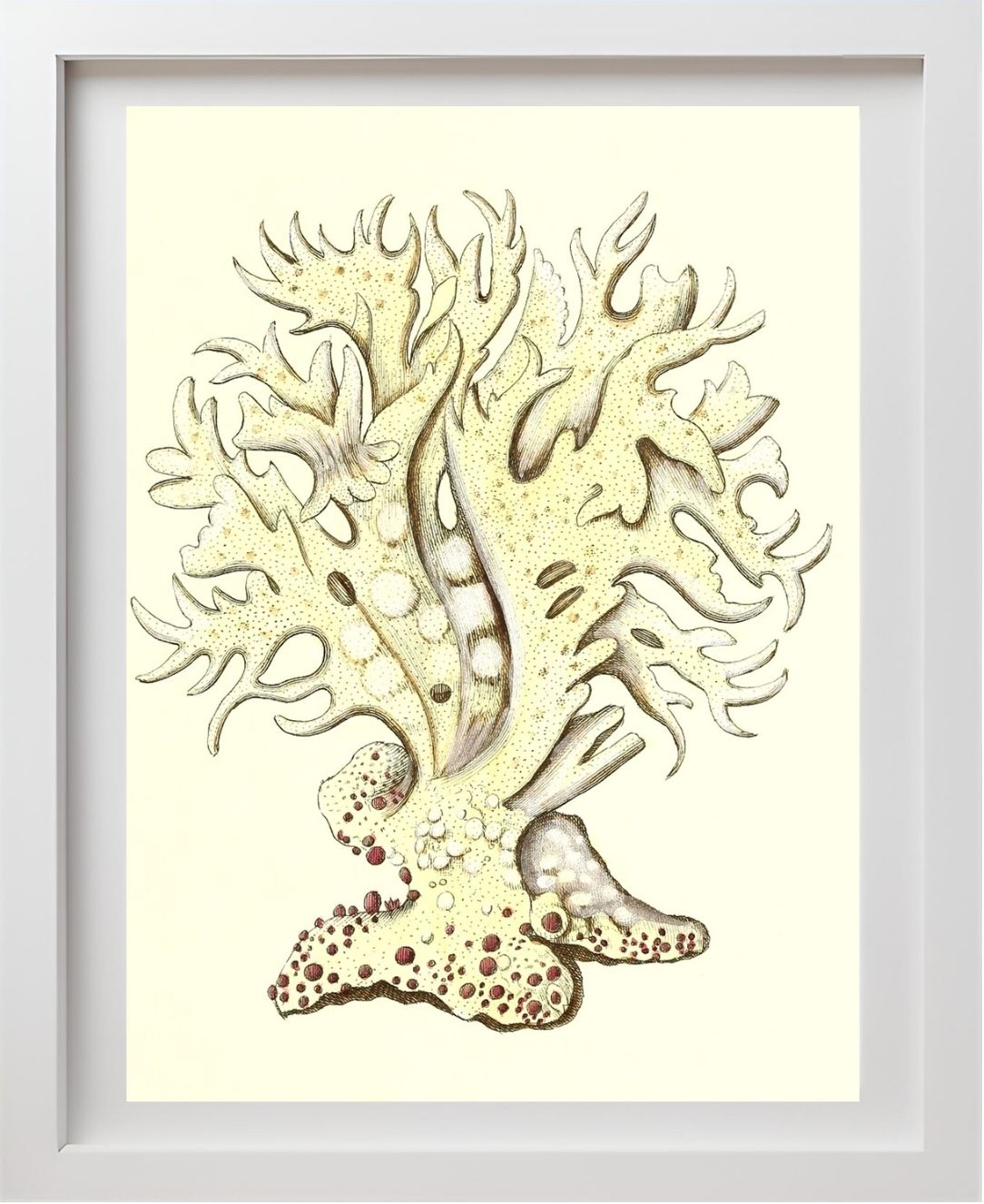 Millepora alicornis