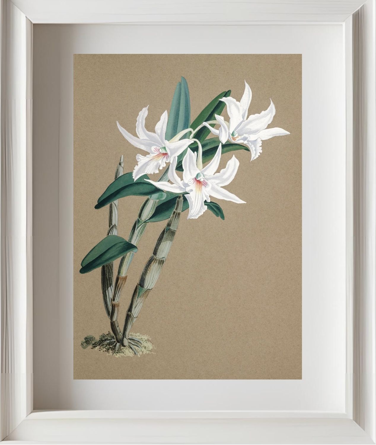 Dendrobium Eburneum