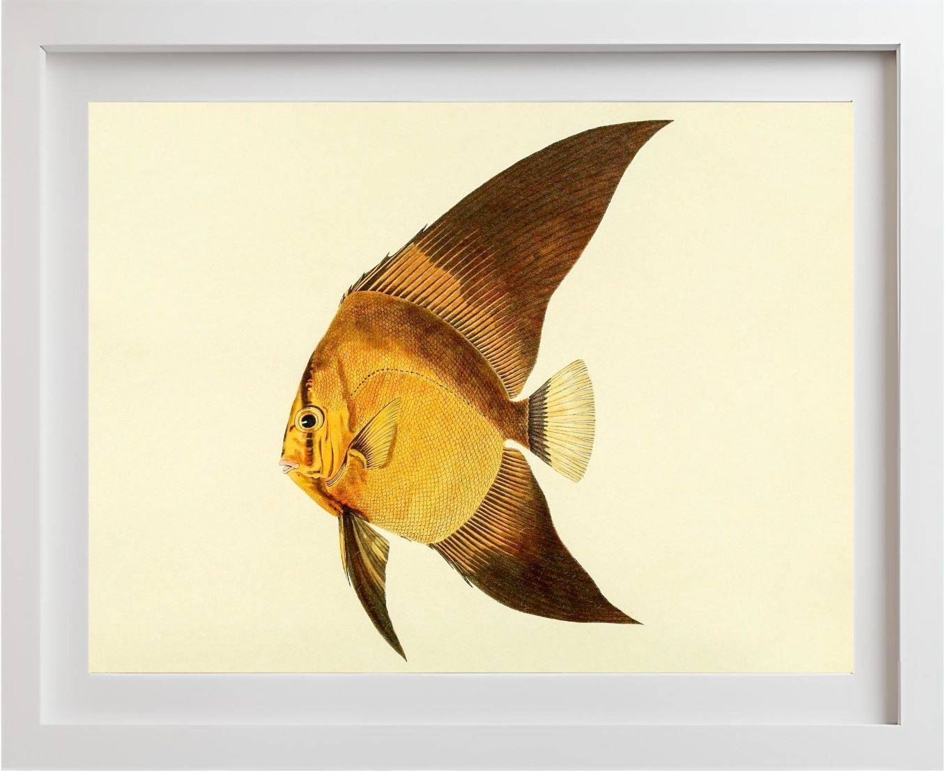 Chaetodon Vespertilio